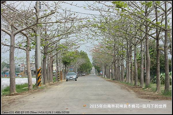 台南林初埤賞木棉花_01