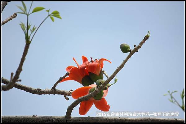 台南林初埤賞木棉花_02