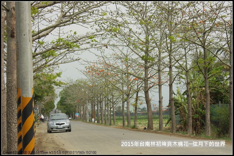 台南林初埤賞木棉花_09