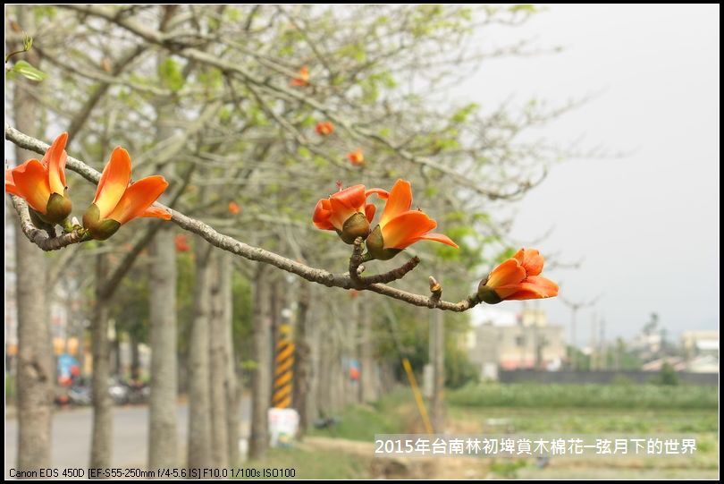 台南林初埤賞木棉花_11