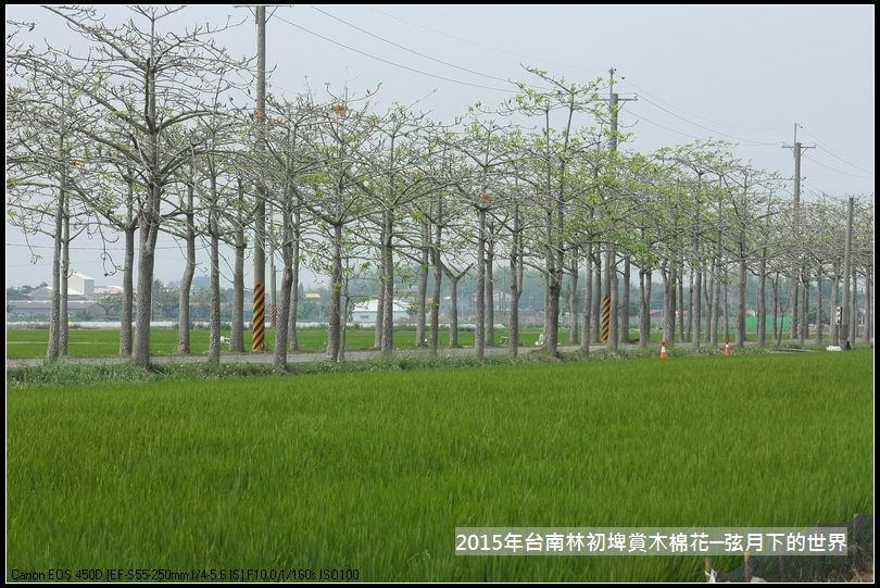 台南林初埤賞木棉花_26