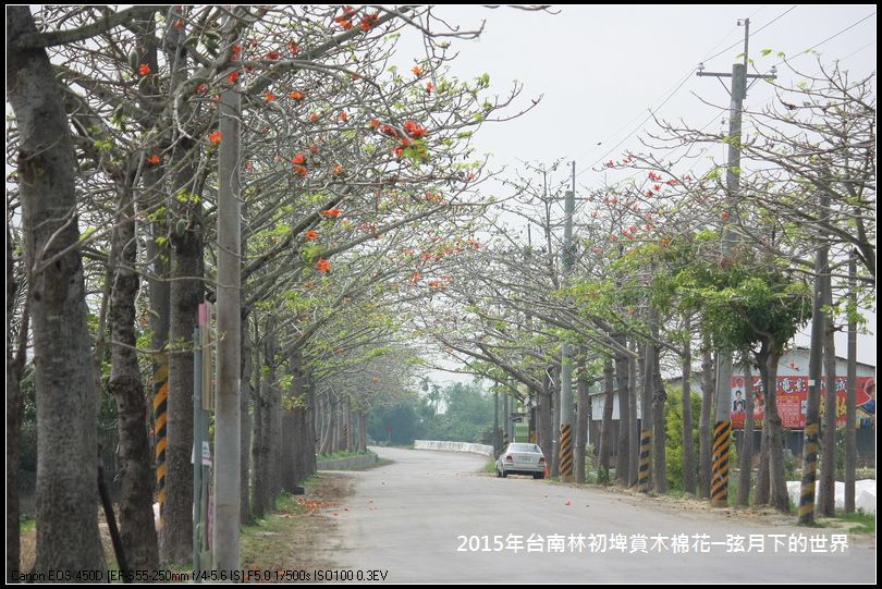 台南林初埤賞木棉花_27