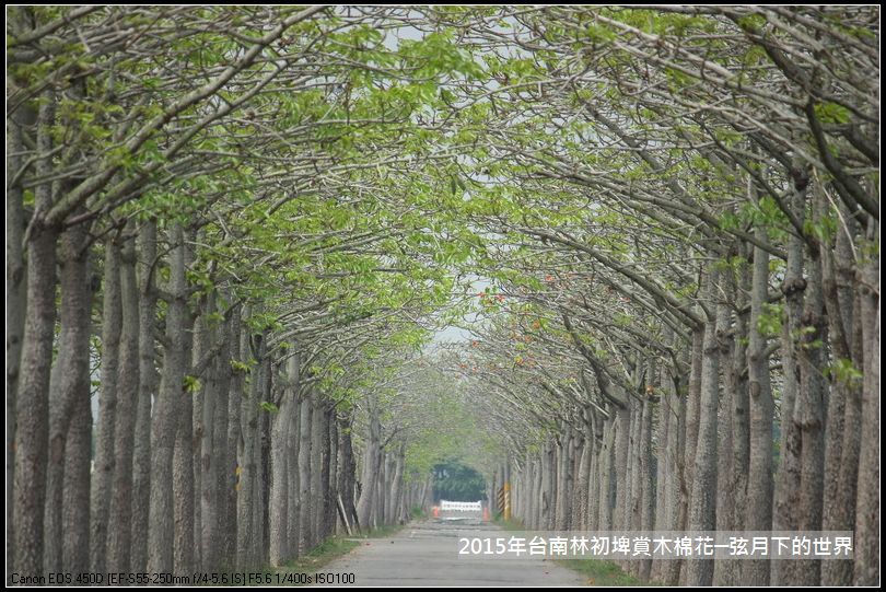 台南林初埤賞木棉花_28