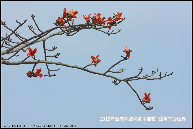 台南林初埤賞木棉花_29