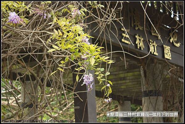 龍潭區三林社區賞紫藤_04