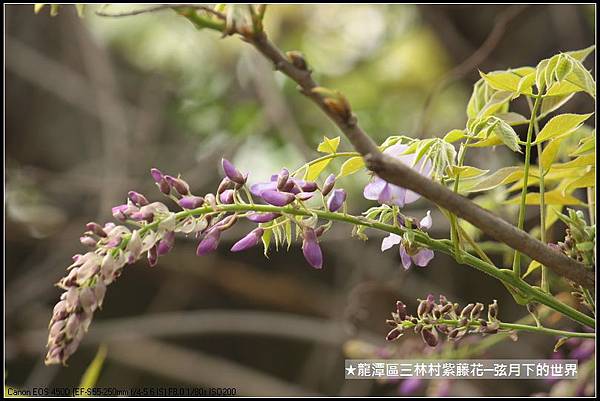 龍潭區三林社區賞紫藤_14