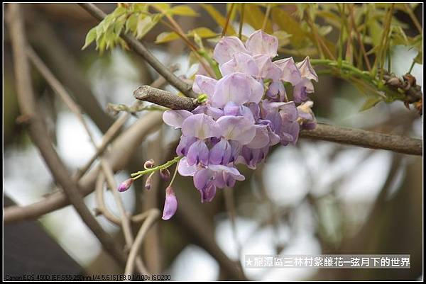 龍潭區三林社區賞紫藤_15