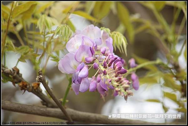 龍潭區三林社區賞紫藤_16