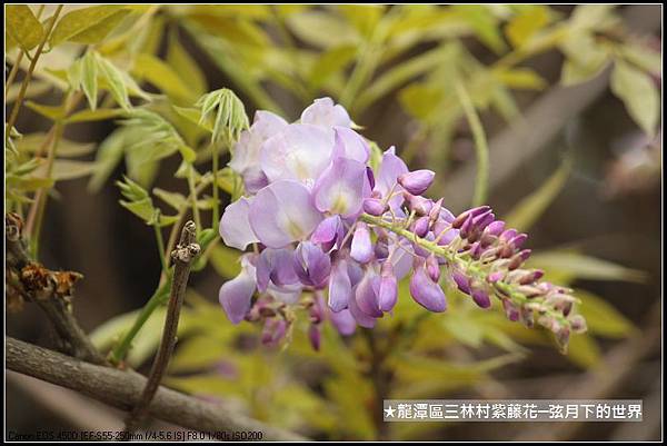 龍潭區三林社區賞紫藤_18