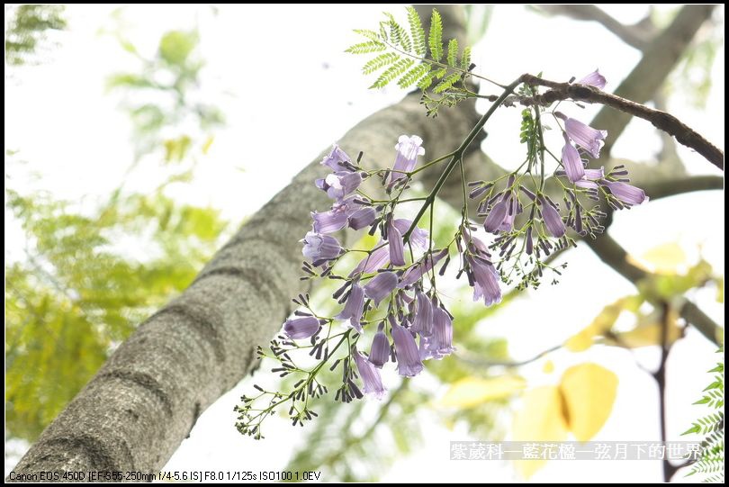 紫葳科─藍花楹_04.jpg