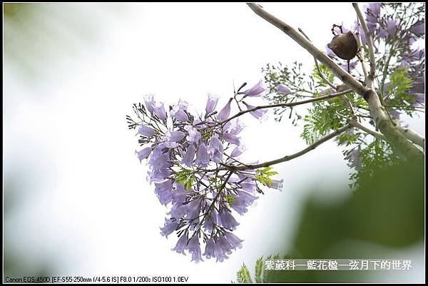 紫葳科─藍花楹_06.jpg