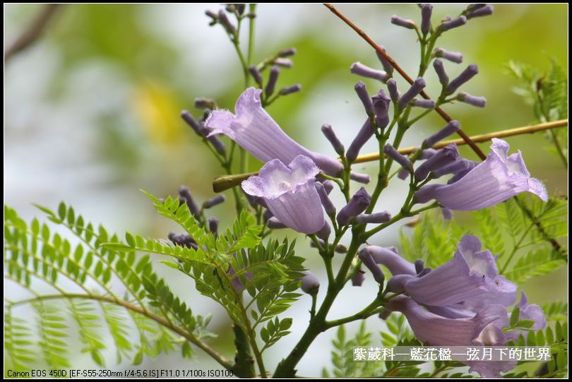 紫葳科─藍花楹_11.jpg
