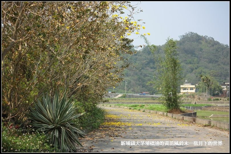 大茅埔橋的黃花風鈴木_01.jpg