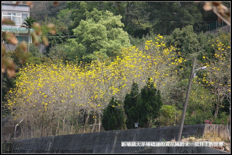 大茅埔橋的黃花風鈴木_03.jpg