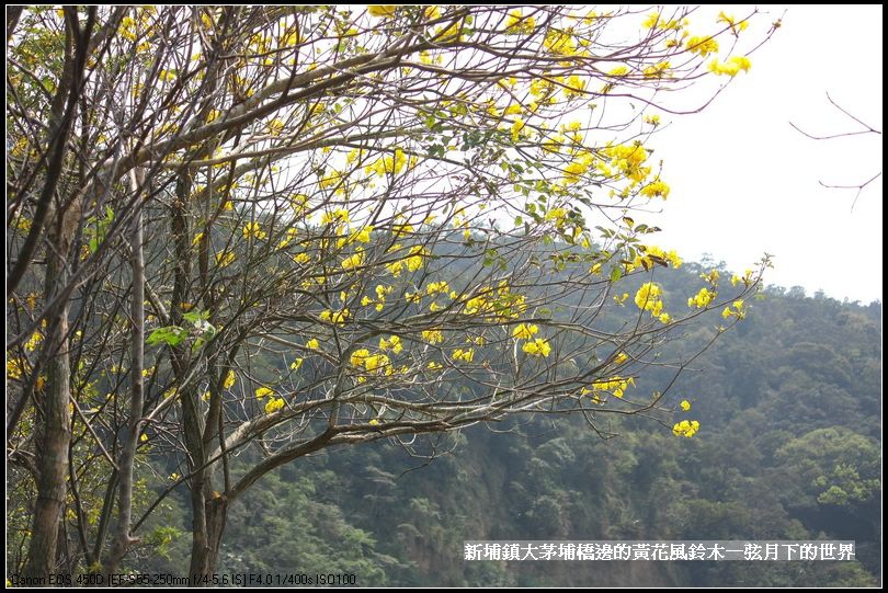 大茅埔橋的黃花風鈴木_02.jpg