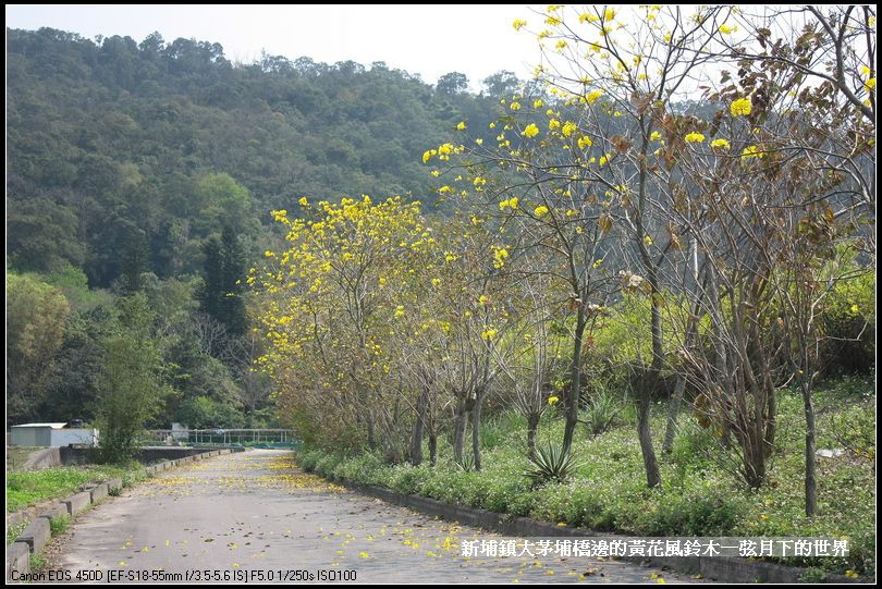 大茅埔橋的黃花風鈴木_11.jpg