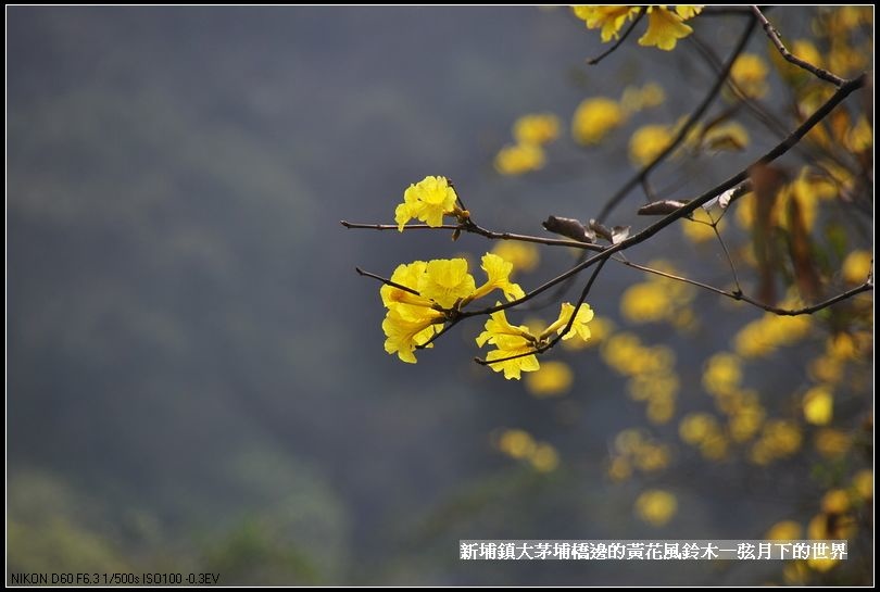 大茅埔橋的黃花風鈴木_12.jpg