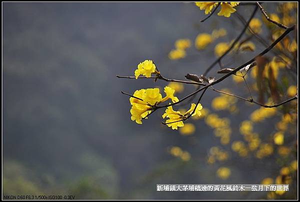 大茅埔橋的黃花風鈴木_12.jpg