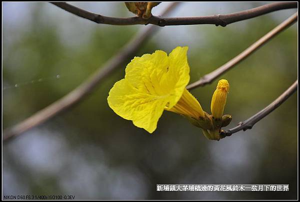 大茅埔橋的黃花風鈴木_15.jpg