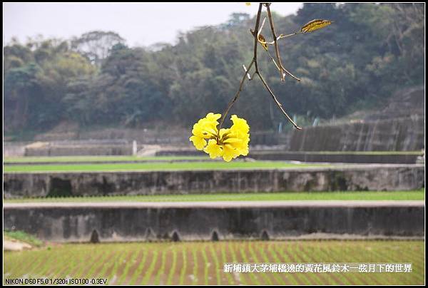 大茅埔橋的黃花風鈴木_19.jpg