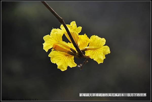 大茅埔橋的黃花風鈴木_21.jpg