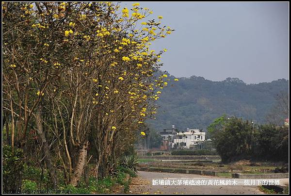 大茅埔橋的黃花風鈴木_28.jpg