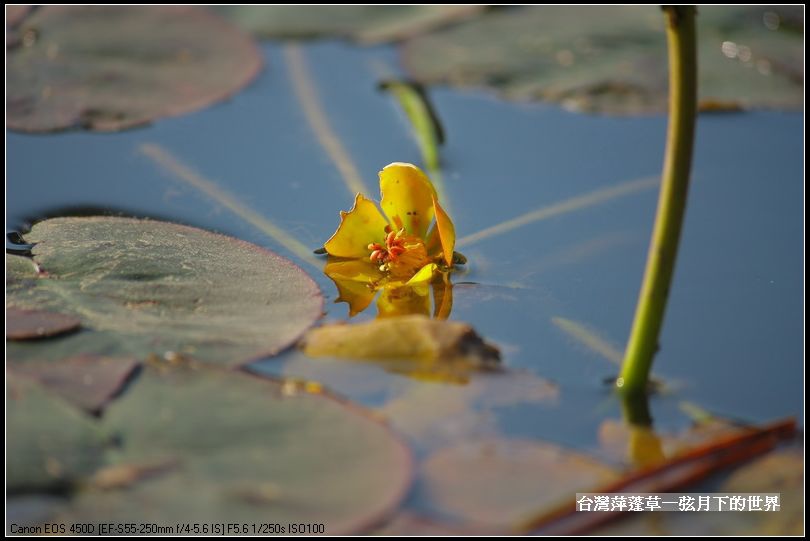 台灣萍蓬草_02