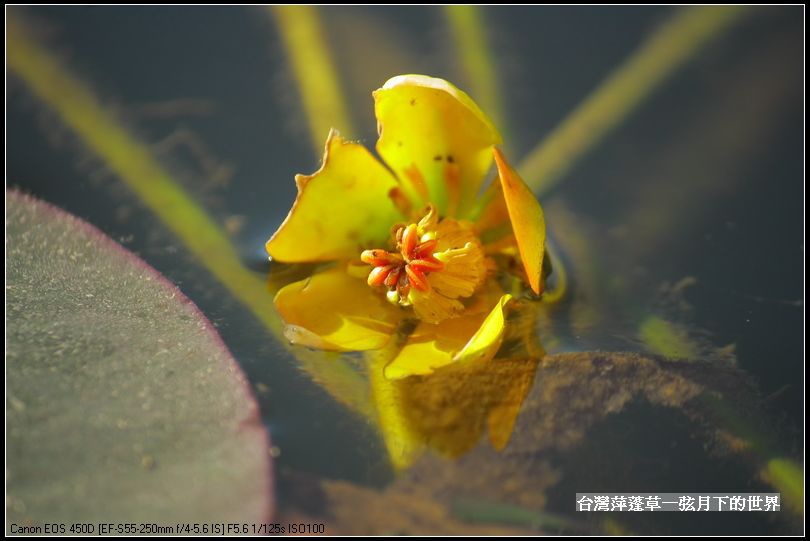 台灣萍蓬草_05