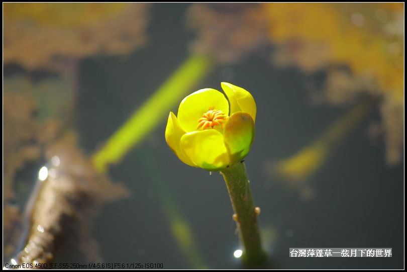 台灣萍蓬草_10