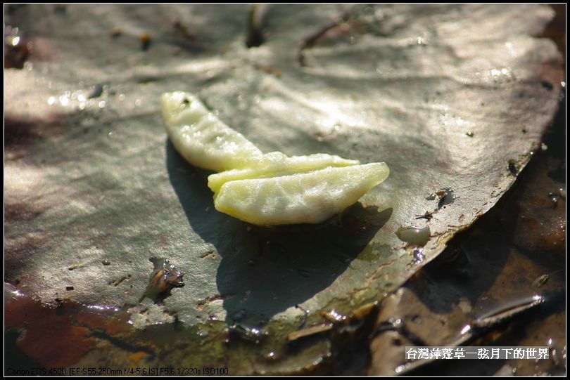 台灣萍蓬草_13