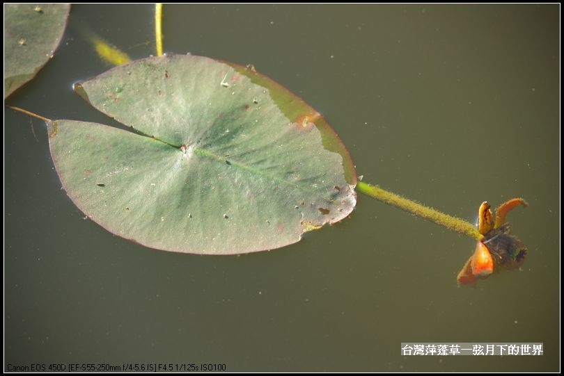 台灣萍蓬草_14