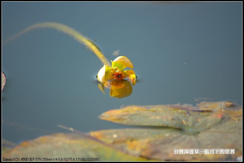 台灣萍蓬草_15