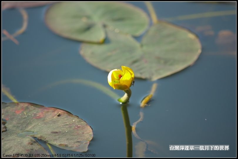 台灣萍蓬草_19