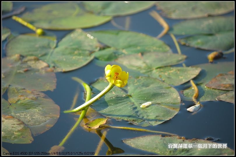 台灣萍蓬草_20