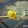 台灣萍蓬草_21