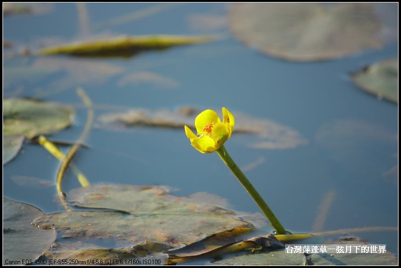 台灣萍蓬草_22