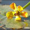 台灣萍蓬草_23
