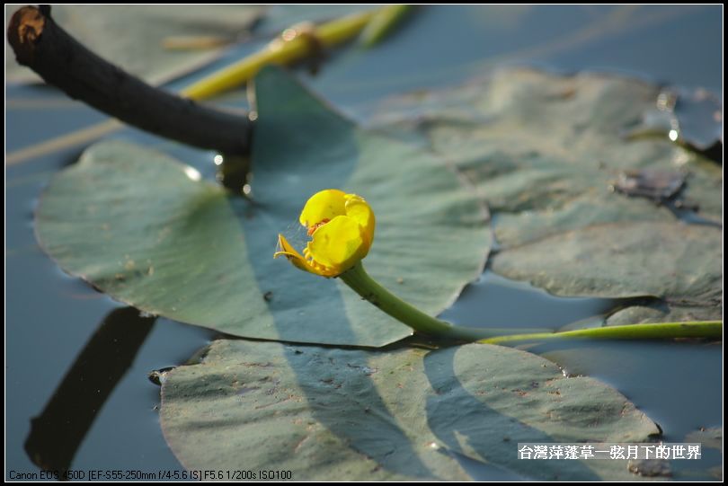 台灣萍蓬草_24