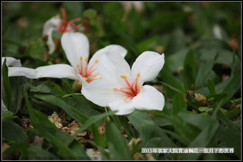 客家大院賞桐花   (3)