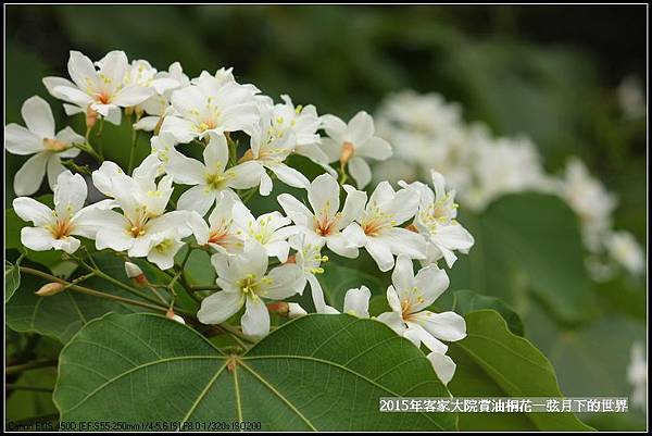 客家大院賞桐花   (15)