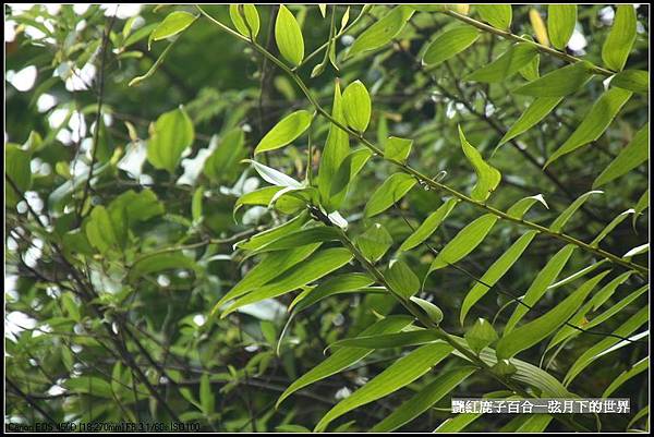 艷紅鹿子百合_38