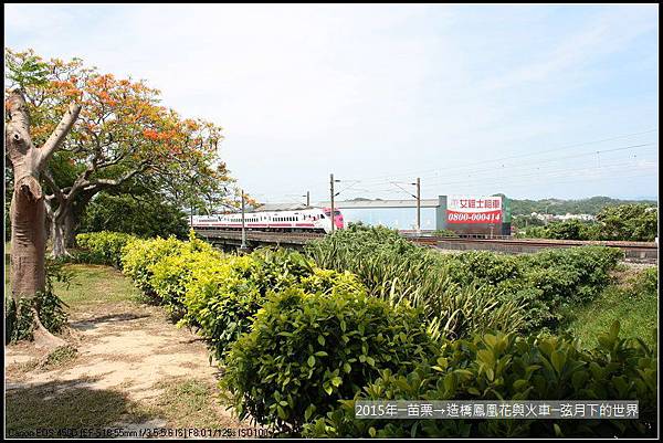 2015年造橋鳳凰花與火車_31