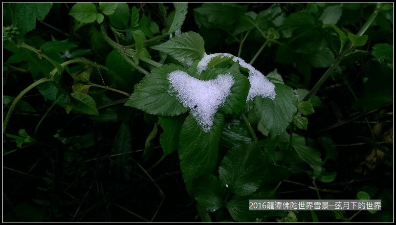 2016佛陀世界初雪_12.jpg