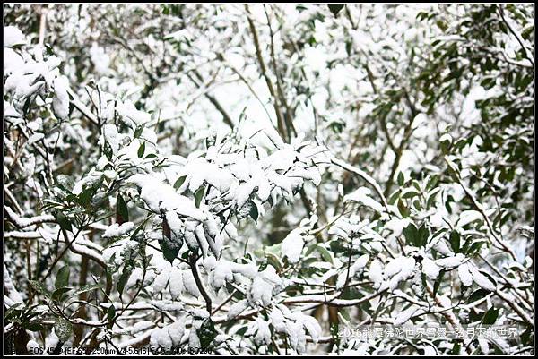2016佛陀世界初雪_35.jpg