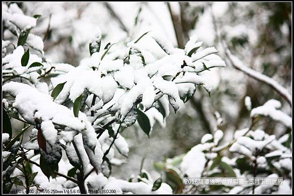 2016佛陀世界初雪_38.jpg