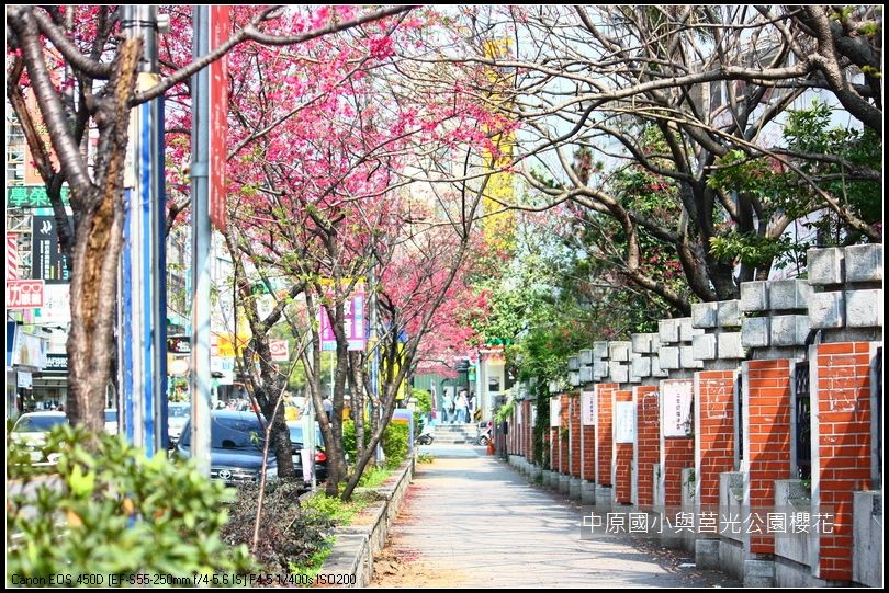 中原與莒光公園賞櫻_01 中原與莒光公園賞櫻_01