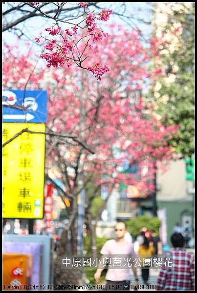 中原與莒光公園賞櫻_05