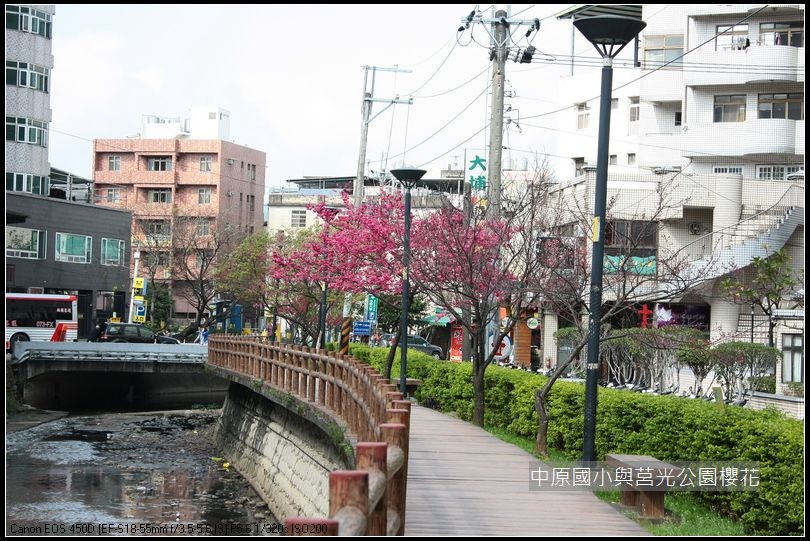 中原與莒光公園賞櫻_17