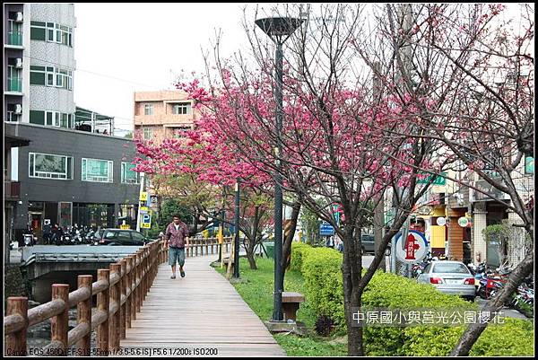 中原與莒光公園賞櫻_18