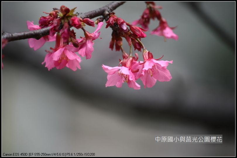 中原與莒光公園賞櫻_26